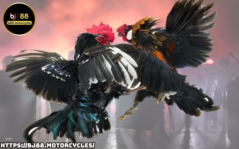 Giải mã sức hút đá gà BJ88 – Đấu trường nảy lửa, trận chiến gay cấn và cơ hội thắng lớn đầy bất ngờ